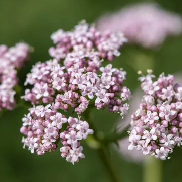 Valeriána lekárska